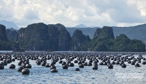Nuôi hàu kiểu mạnh ai nấy làm sẽ thất bại