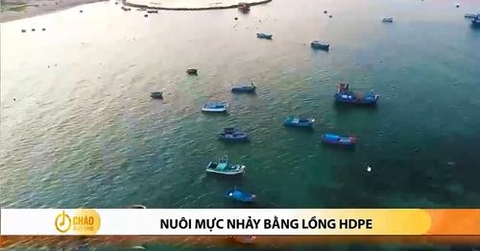 NUÔI MỰC NHẢY BẰNG LỒNG HDPE