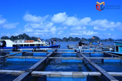 Nuôi cá mú trân châu trên biển