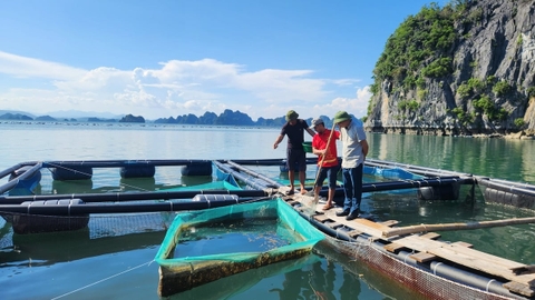 Khoa học công nghệ nâng tầm nuôi cá song biển