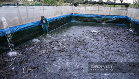 Xã ven biển Quảng Trị, nông dân thu nhập cao nhờ nuôi con biết bơi, loài biết nhảy