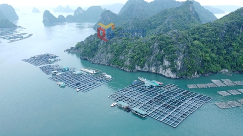 TP Cẩm Phả đẩy nhanh tiến độ giao khu vực biển