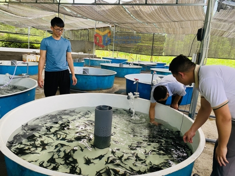Áp dụng công nghệ bể nổi nuôi cá nước lạnh ở Quảng Tân