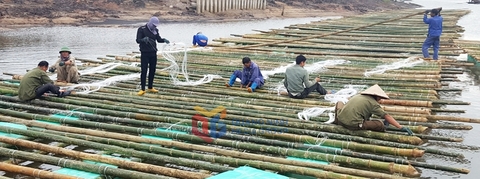 Quảng Ninh sắp xếp vùng nuôi biển phù hợp quy hoạch phát triển thuỷ sản bền vững