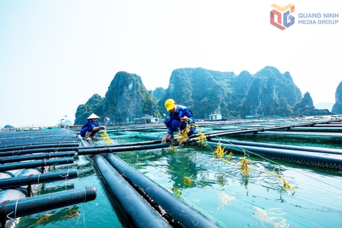 Nghề nuôi biển Vân Đồn: Đổi mới, sáng tạo để bền vững hơn