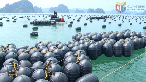 Thủy sản Quảng Ninh hướng tới mục tiêu hơn 203.000 tấn