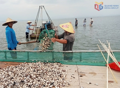 Nghề nuôi biển - Trụ cột cho sinh kế ven bờ