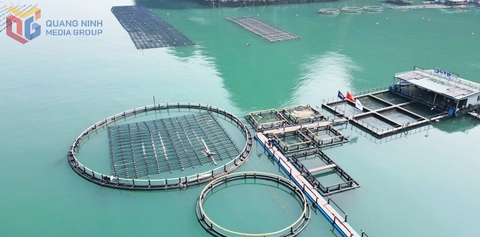 Cụm công nghiệp nuôi biển - Cơ hội lớn giàu mạnh từ biển