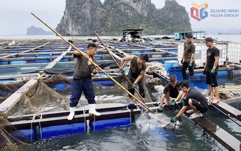 Phát huy vai trò của HTX nuôi biển