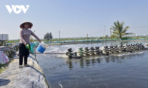 Tôm nuôi được mùa, mất giá, nông dân Đà Nẵng giảm lãi