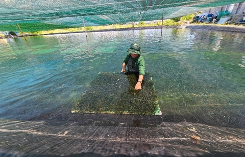 Khánh Hòa ứng dụng công nghệ xanh kéo dài thời gian trồng rong nho