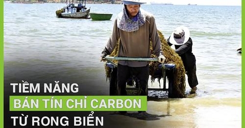 Việt Nam với tiềm năng bán tín chỉ carbon từ rong biển