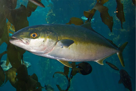 Đây, loài cá mới, Việt Nam là nước đầu tiên trên thế giới cho sinh sản thành công, Trung Quốc, Nhật Bản đang nghiên cứu