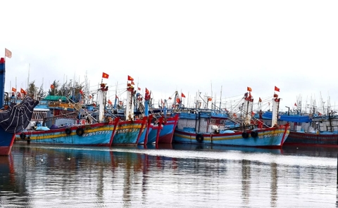 Quảng Ngãi tái định hình ngành thủy sản trong không gian mới