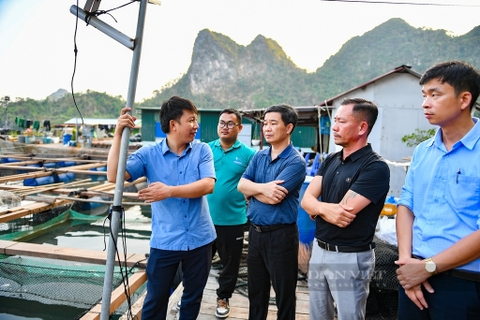 Xuất hiện bệnh lạ trên cá song, cá giò, người nuôi cá biển ở Quảng Ninh lại lao đao