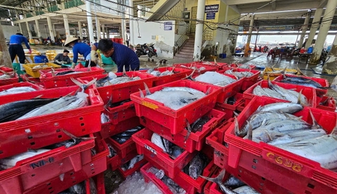 Gỡ ‘thẻ vàng’ IUU: [Bài 1] Ngư dân chung tay