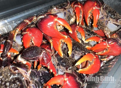 Cáy mật- đặc sản vùng đất ngập nước Xuân Thủy, Ninh Bình
