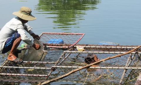 Khấm khá nhờ nuôi cá lồng