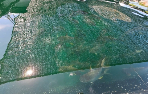 Cảnh báo thiên tai sớm giúp người nuôi biển giảm thiểu thiệt hại