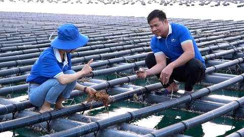 Thủy sản 'vững sóng' vươn tầm: [Bài 6] Nuôi biển, nối tương lai