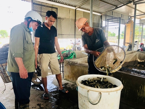 Hưng Yên: Hiệu quả liên kết trong nuôi trồng thủy sản