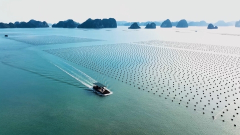 Nghị quyết 68 - 'Cơn mưa rào' tiếp sức cho doanh nghiệp nuôi biển