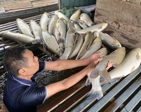 Cá lồng trên sông Lam chết hàng loạt, nhiều hộ dân mất trắng