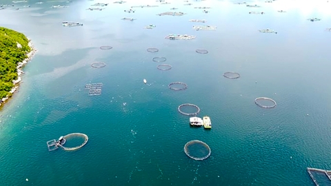 VSA kiến nghị nhất thể hóa thẩm quyền cơ quan chủ trì cấp phép nuôi biển