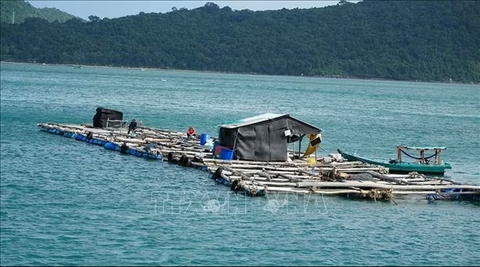 Vốn vay ưu đãi - giải pháp phát triển bền vững nghề nuôi biển
