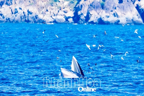 Chào mừng Đại hội đại biểu Đảng bộ tỉnh Khánh Hòa lần thứ I, nhiệm kỳ 2025 - 2030: Bảo tồn, phát huy giá trị bền vững hệ sinh thái biển vịnh Nha Trang