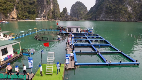 Có bảo hiểm, nuôi trồng thủy sản sẽ phát triển quy mô lớn