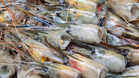 Đạm động vật sinh học - nguyên liệu thay thế hoàn hảo cho bột cá