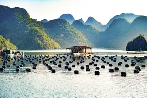 Chi hội nuôi biển Vân Đồn ở Quảng Ninh xây dựng chuỗi liên kết Rong – Hàu 5 sao