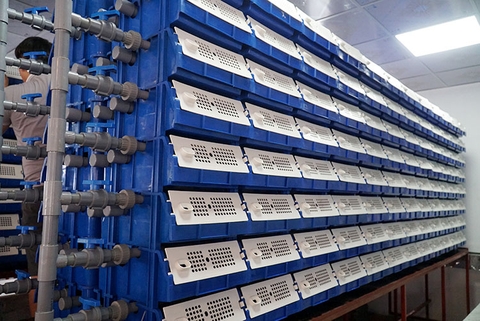 Nuôi cua lột: Cung không đủ cầu, làm giàu nhanh chóng