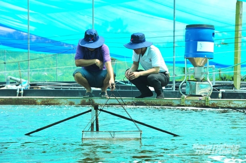 Giải bài toán chi phí trong nuôi thủy sản bằng dinh dưỡng thông minh