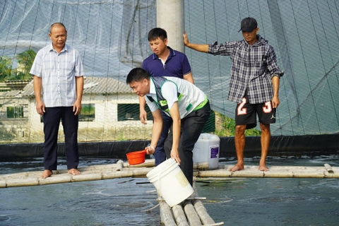 Ứng dụng công nghệ cao nâng tầm nghề nuôi tôm ven biển