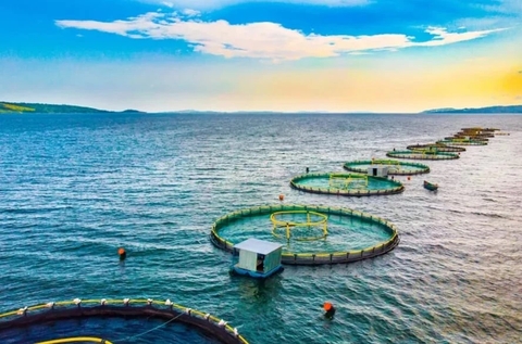 Chiến lược 'hái tiền tỷ' nhờ mô hình nuôi thủy sản ngoài khơi