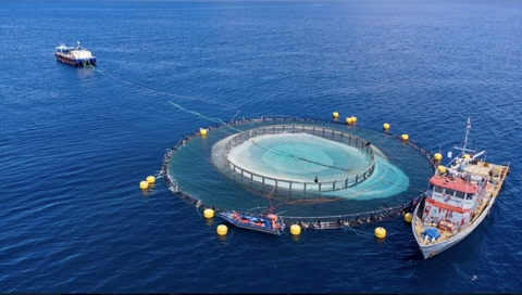 Việt Nam cần 'chớp thời cơ' bứt phá nuôi biển