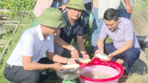 Xây dựng thương hiệu cá chim vây vàng Hà Tĩnh theo chuẩn VietGAP