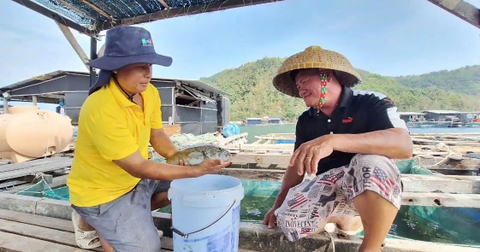 Làm giàu từ mô hình nuôi cá trong bè trên biển