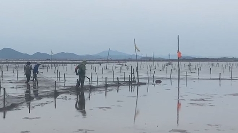 Kéo mỏ neo tháo dỡ công trình nuôi trồng thủy sản trái phép ở Quảng Hà, Quảng Ninh