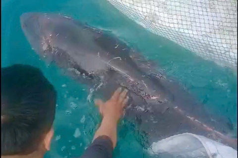 Kịp thời cứu cá heo mắc cạn, trả về biển Cô Tô