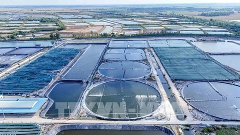 Cận cảnh vùng nuôi tôm siêu thâm canh kiếm 3 tỷ/ha/năm