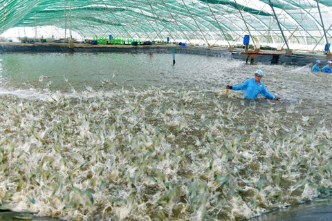 Ngành tôm: Chi phí tăng, giá giảm khiến sức cạnh tranh bị bào mòn