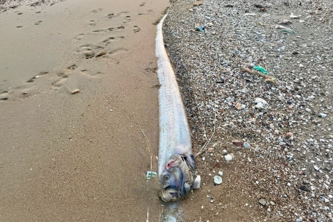 Cá mái chèo liên tiếp dạt vào bờ, ngư dân và chuyên gia nói gì?