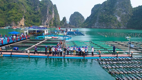 Vực dậy ngành nuôi biển Quảng Ninh: [Bài 2] Bão to không lo mất lồng