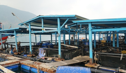 Khai mở tiềm năng nuôi biển tại TP.HCM: [Bài 2] Tăng giá trị nhờ công nghệ cao