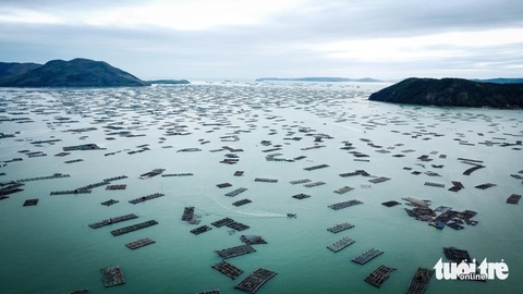 Chuyên gia hiến kế phát triển bền vững nghề nuôi tôm hùm: Đưa lồng nuôi ra vùng biển hở