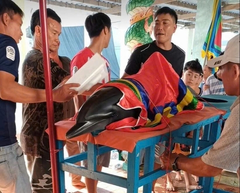 Cá heo lụy ở bờ biển Sông Cầu, trước đó người dân nhiều lần đẩy ra nhưng cá vẫn dạt vào