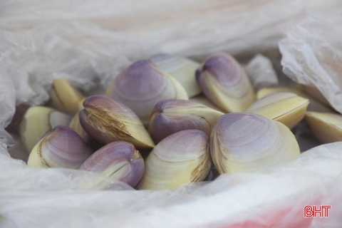 Thả ngao tím góp phần phục hồi nguồn lợi thủy sản ven biển